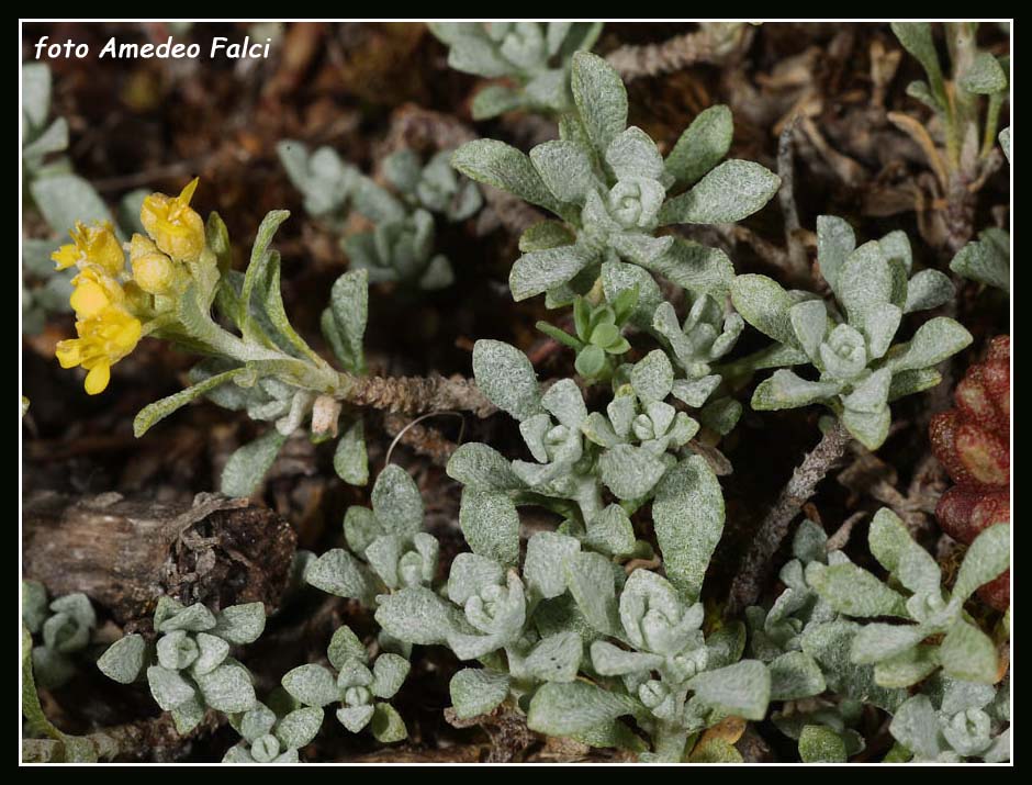 Odontarrhena nebrodensis (=Alyssum nebrodense) / Alisso delle Madonie